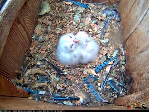 Female Barred Owl Hoots, Reveals Owlets During Brooding Break – April 12, 2019