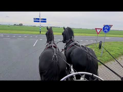 Stal Okkema's Arjan & Argas - 12 years