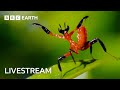 LIVE One Hour Of Amazing Insect Moments BBC Earth