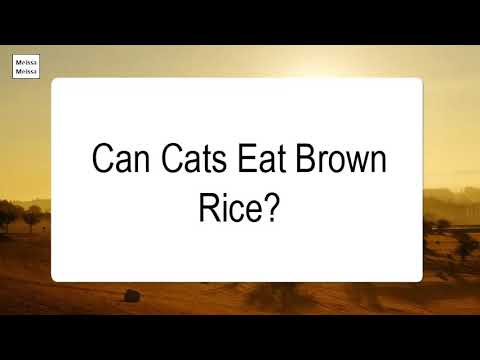 Can Cats Eat Brown Rice