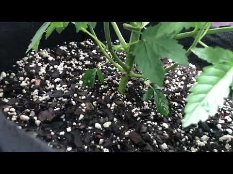 Fox farms Nutrients feeding week 2 Plants are 6 weeks into Veg