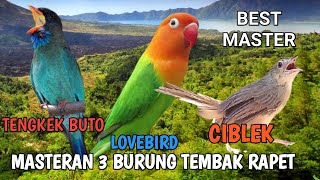 Download lagu Masteran Tengkek buto sambung Lovebird ngekek sambung Ciblek full brenn ll MASTERAN MURAI BATU mp3