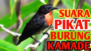 Download lagu 🔴SUARA PIKAT BURUNG KAMADE || BARA API mp3 Download lagu 🔴SUARA PIKAT BURUNG KAMADE || BARA API mp3