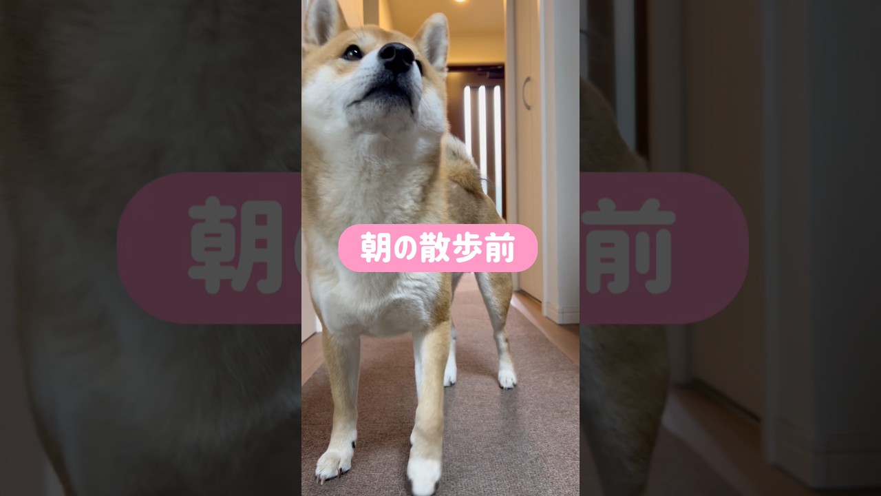 流暢な日本語で急かしまくる柴犬とん君　#柴犬　#柴犬とん
