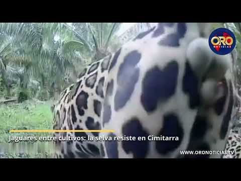 Avistan pareja de jaguares en zona rural de Cimitarra, Santander | Oro Noticias