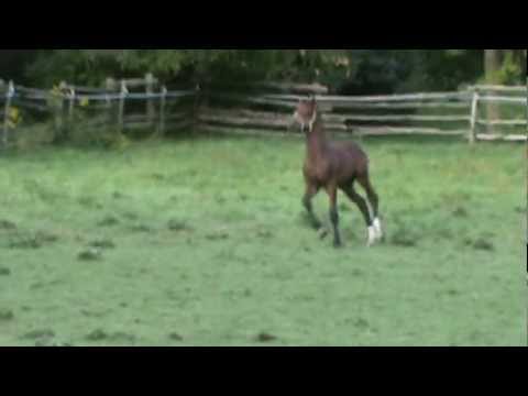 Romy's Son by Blue Hors Romanov Sept 2012