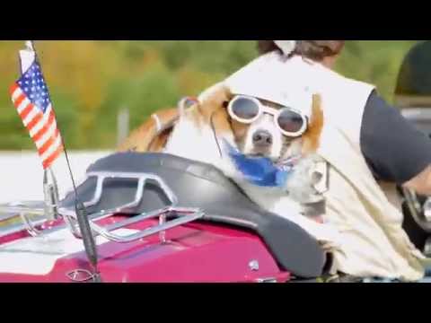 Gary Poole's Chewy the Biker Dog Endorsement