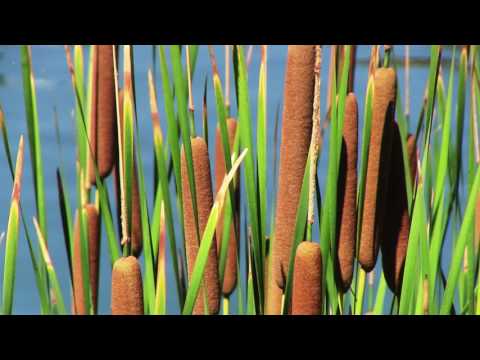 A Minute with Nature - The Wild Edibles