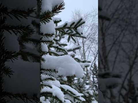 ♫ Ernesto Cortazar- "Foolish Heart"