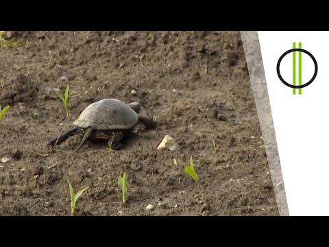 Ékszerteknősök VS. mocsári teknősök