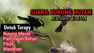 Download lagu SUARA BURUNG DI HUTAN UNTUK BURUNG MACET MALAS BUNYI - kombinasi semua suara burung mp3
