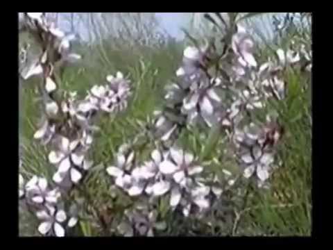 Erdgastrasse Russland - Aksai die Steppe