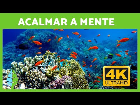 MÚSICA RELAXANTE e Fundo do Mar 🐠🐡 RECIFE DE CORAL em 4K