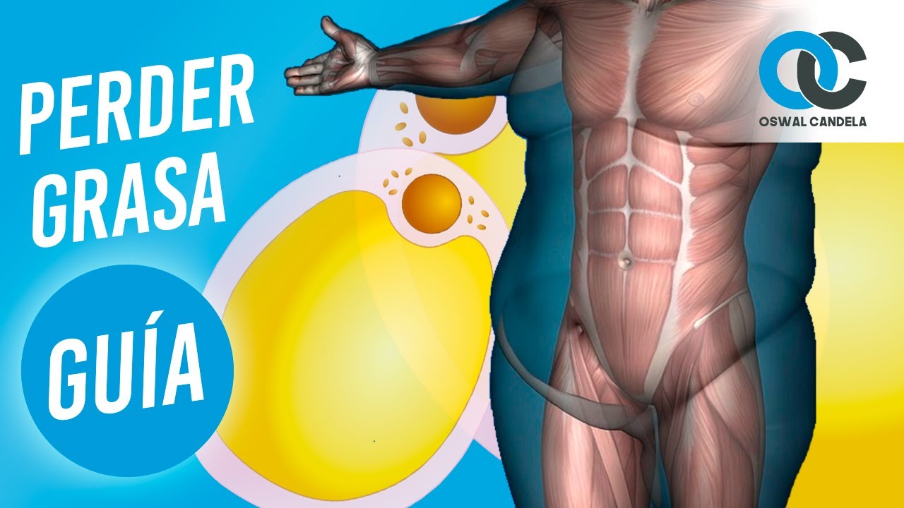 Guía para perder grasa - Principiantes
