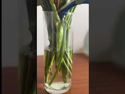 Florist Tips To Keep Flowers Fresh