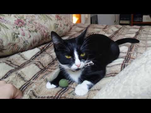 Kutyának képzeli magát!