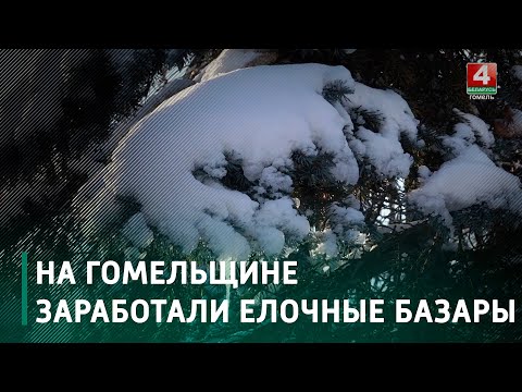 На Гомельщине заработали елочные базары видео