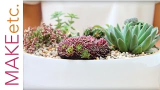 How to plant a succulent bowl - House Plant Tutorial with Isabelle Palmer