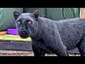 Village activities with Luna the panther😁(ENG SUB)