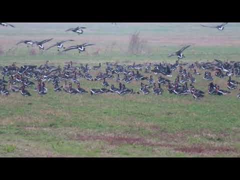 The most beautiful goose of the World