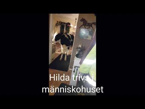 Hilda vill inte gå ut från människohuset! 🐄💕