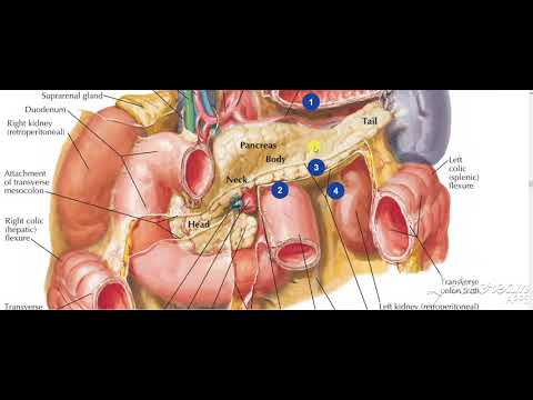 Pancreas body relations 4