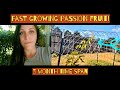 How Fast Does Passion Fruit Really Grow Central Florida Garden Zone 9b 3 Month Time Span