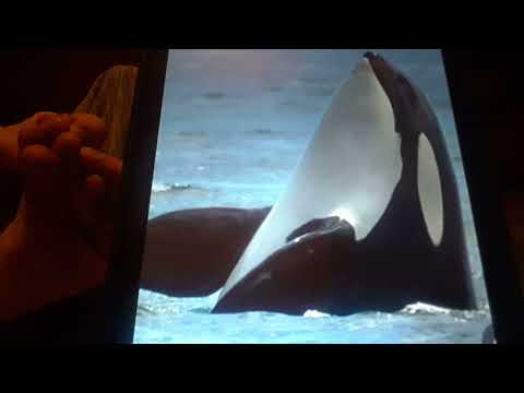 Horacio the handsnake - J17 Princess Angeline (orca)