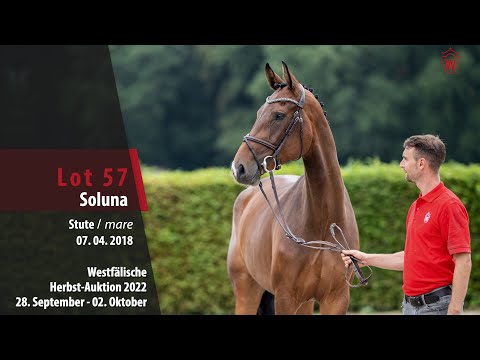 Herbst-Auktion Lot 57 Soluna Stute v. Stakkato Gold - Acodetto I