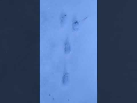 Wildtierspuren: Feldhase