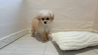 ハーフ犬の動画01