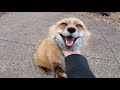 Finnegan Fox Chats While Being Scratched