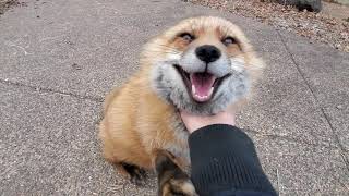 Finnegan Fox chats while being scratched
