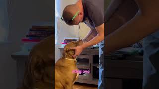 Daddy’s Girl #youtubeshorts #subscribe #puppy #dogshorts #dog #rescue #love #youtube #funny #pet by Puffin Pete