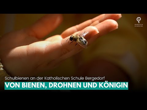 Von Bienen lernen: Schulbienen an der Katholischen Schule Bergedorf