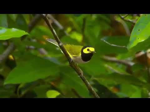 Horárik kuklatý (Setophaga citrina) — spev a hlas v prírode
