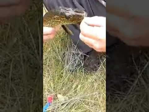 Fishing Bower Ponds.        (Red Deer Alberta)