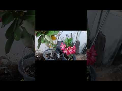 Flor do Deserto no meu quintal: presente do sertão#nordestino #fazenda #piauí #interior #roça