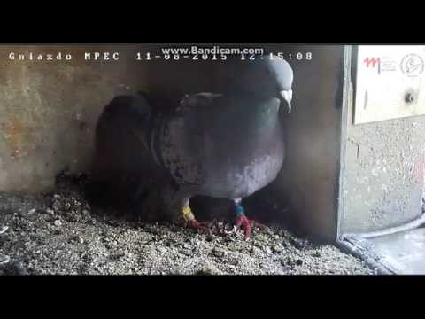 MPEC Włocławek Poland - Colombina caught a visit and flew.Ciapaty fed children -2015 08 11 12 14