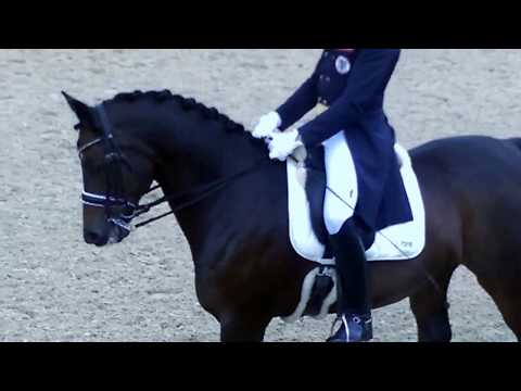 royal classic 2015 dressur kärnten