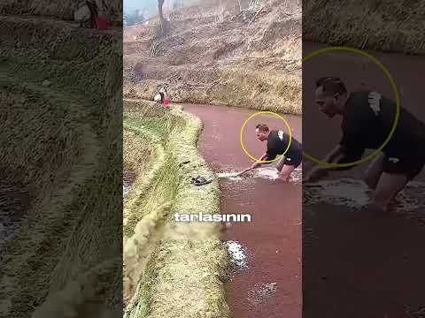 Tek Tarladan Hem Pirinç Hem Balık 🌾🐟