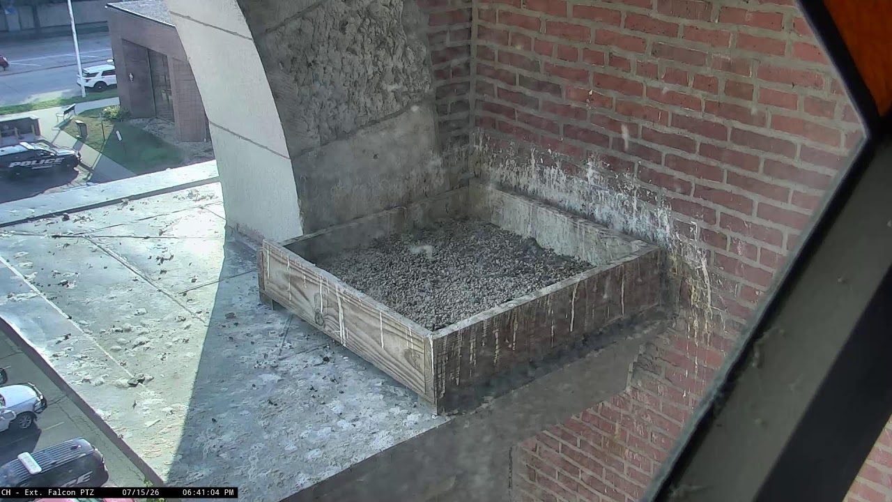 Live webcam view of Dubuque Courthouse Falcon Nest