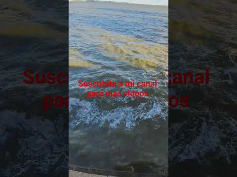 Orilla Laguna de Chascomus. Buenos Aires Argentina.
