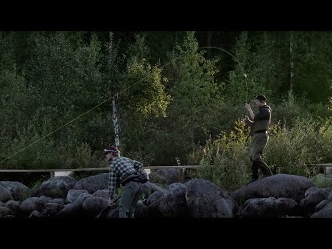 Big brown trouts in Sweden