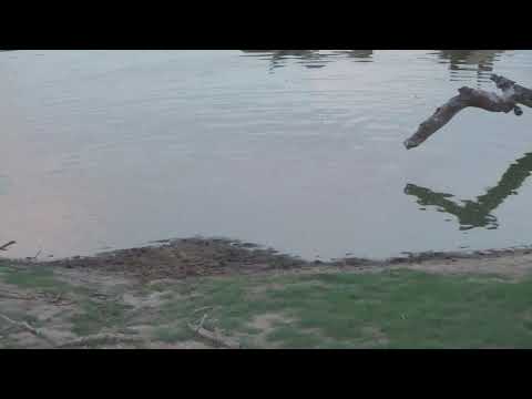 Djuma: Lone Hyena comes for short sip and dip - 18:38 - 12/19/18