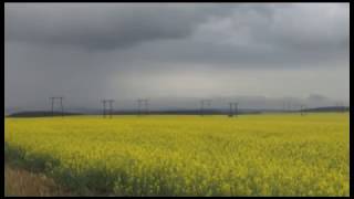 Две сельхозорганизации включены в реестр поставщиков рапса из Иркутской области в Китай