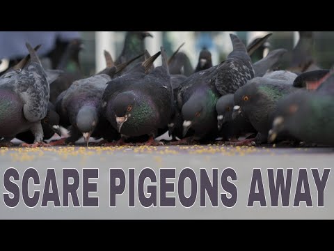 Sound To Scare Pigeons Away - ONE HOUR PIGEON VERSION