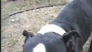 R. Stevie Moore - Don't Let Me Go To The Dogs [Part 2/2]