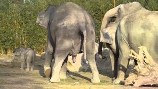 Baby Elephant Lola and its Aunts Mangala and Steffi - Elephant Racing at the Munich Zoo