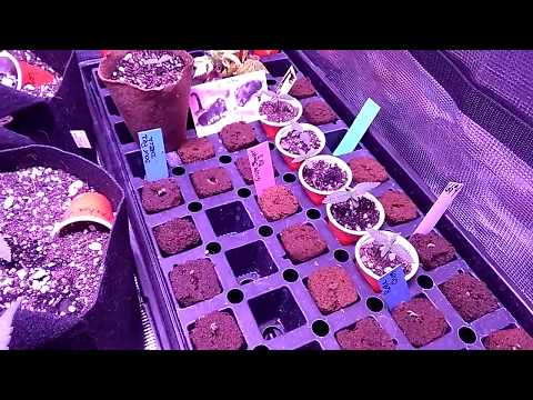 Stable AUTOFLOWER GENETICS.